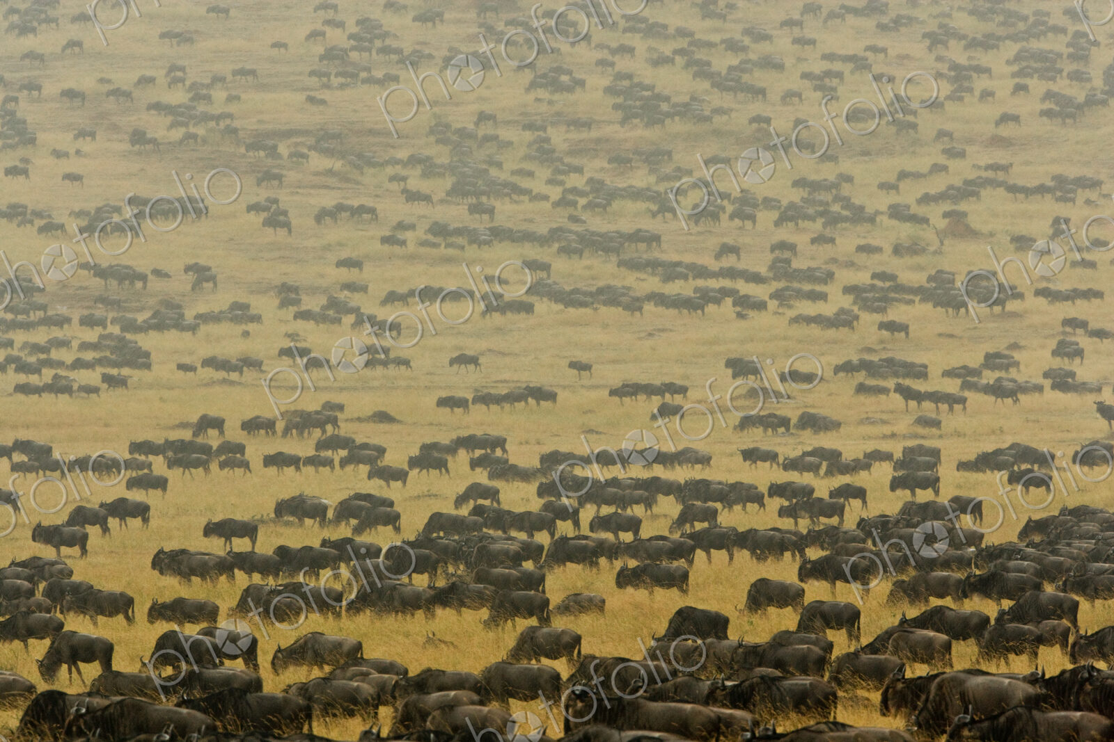 Herd of wildebeest crosses the open plains of southern Kenyas Mara River region.…